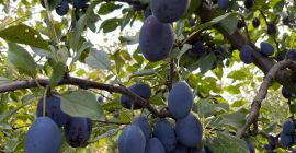 I will sell a plum for stanley and hungary