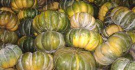 Hello, I have Muscat pumpkins for sale, large quantities,