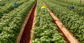 Basil available from Kenya. Global GAP certified. Minimum order