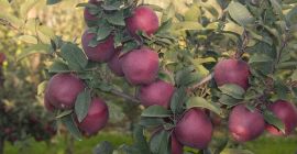 It offers apples of the Adams variety, sizes over