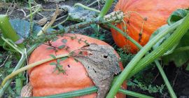 Pumpkins weighing from 10 kg to 60 kg