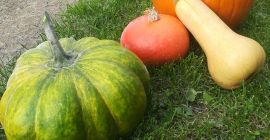 I will sell pumpkins not sprayed, varieties of hokkaido,