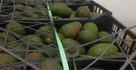 Minimum quantity 1000kg Quality assured