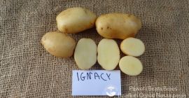 I will sell Gala and Ignacy potatoes. Packed in