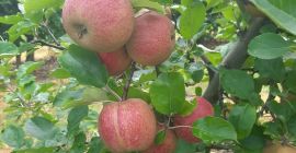 I am selling Reneta red variety divinely. I will
