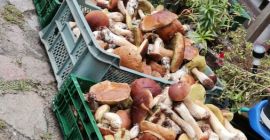 Consiglio i funghi freschi
