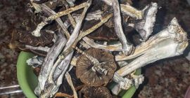 We grow the best shrooms and tope ecological products