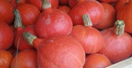 Hello, I am selling hokkaido pumpkins. Pumpkin without fertilizers