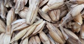 Grâu Orkisz, (în coajă), producție pe îngrășăminte humice (bio),