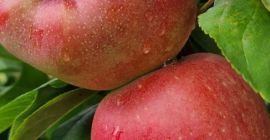 fresh, sweet and juicy delicious apples straight from the