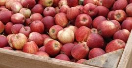 Sprzedam świeżo zerwane jabłka galowe