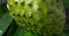 Soursop è un tipo di frutta che viene utilizzata