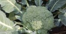 I will sell broccoli, price to be agreed at