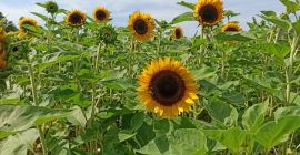 Taiyo ornamental sunflower freshly cut flower for sale