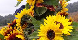 Декоративный подсолнух на срезку &#39;Тайё&#39; (Helianthus Annuus) Здравствуйте. Собираю