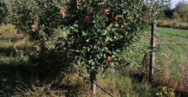 Gyümölcsök, Barceával, Galati megye