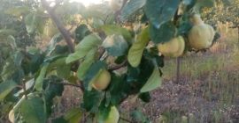 Foarte gustoase și aromate