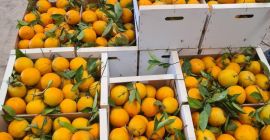 Verkauft werden Satsumas Mandarinen der Sorten Okitsu und Iwasaki.