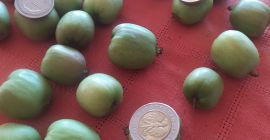 Bună ziua, vând un mini-kiwi. Mărfuri din tufiș, ambalate