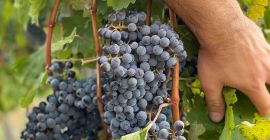 Verkauf von Trauben - Weinsorten - Cabernet Sauvignon, zertifiziert