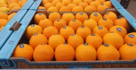 L&#39;azienda Laverida ricerca un distributore di agrumi in Polonia.