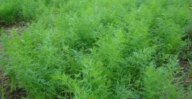 I will sell wholesale quantities of young dill in