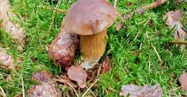 I offer for sale this year&#39;s boletus hats, only