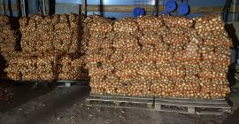 Onion harvest2021