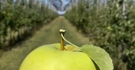 From the beginning of the world, when the apple