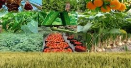 Ciao sono un fornitore e produttore di frutta e