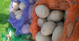 Patate di varietà bellarosa e vineta. Sacchi da 15kg.