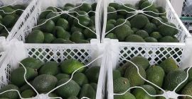 Laverida will sell AVOCADO Hass, Tasty and creamy. Origin