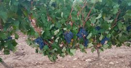 Продано 40 тонн винограда темпранильо отличного качества. Они расположены