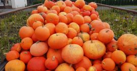 Vendo una zucca della mia fattoria. Prezzo per quantità