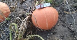 Hello, I have to offer Otylia pumpkins as a