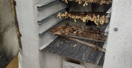 I will sell dried boletus mushrooms, bay boletus