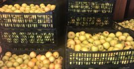 Golden is yellow with smooth skin and white pulp,