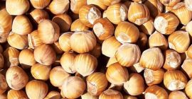 I will sell Cosford and Catalan hazelnuts. Very tasty,