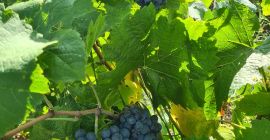 Hello. Grapes for sale. High quality vines for wine.