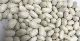 Red and White Kidney Beans Available. Payment terms TT.