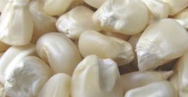 WHITE AND YELLOW CORN, MAIZE WHOLE KERNEL yellow maize