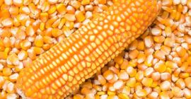 WHITE AND YELLOW CORN, MAIZE WHOLE KERNEL yellow maize