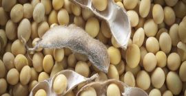 SOYABEANS SEEDS We offer after sales service for our