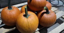 I will sell gomez pumpkins. Weight from 1 to