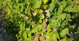 Struguri Riesling italian 2-3 tone. Rog mesaj pentru programare