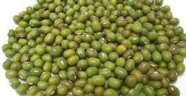 The mung bean, alternatively known as the green gram,
