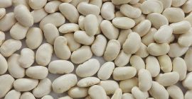 As a direct & reliable Processor of Edible Beans