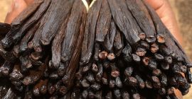 Vanilla is a flavoring derived from orchids of the