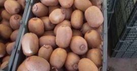 Vânzări en-gros de kiwi de gradul 1 direct de
