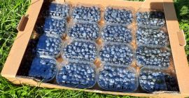 Straight from plant. Size 14-23mm . Packed in 250